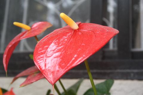 Goa Flowers - Download Goa Photos